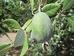 Triumph Pineapple Guava (Acca sellowiana 'Triumph') at A Very Successful Garden Center