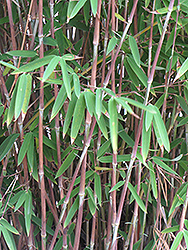 Umbrella Bamboo (Fargesia murielae) at A Very Successful Garden Center