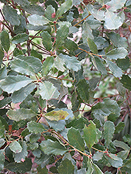 California Scrub Oak (Quercus berberidifolia) at A Very Successful Garden Center