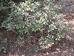 Little Sur Coffeeberry (Rhamnus californica 'Little Sur') at A Very Successful Garden Center