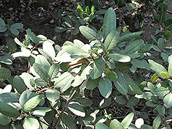 Little Sur Coffeeberry (Rhamnus californica 'Little Sur') at A Very Successful Garden Center