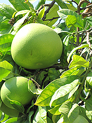 Chandler Pummelo (Citrus maxima 'Chandler') at A Very Successful Garden Center