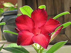 Black Warrior Desert Rose (Adenium obesum 'Black Warrior') at A Very Successful Garden Center
