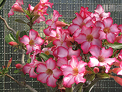 Longtang Desert Rose (Adenium obesum 'Longtang') at A Very Successful Garden Center