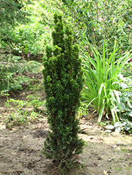 Golden Irish Yew (Taxus baccata 'Fastigiata Aurea') at A Very Successful Garden Center