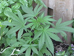 Marijuana (Cannabis sativa) at A Very Successful Garden Center