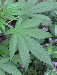 Marijuana (Cannabis sativa) at A Very Successful Garden Center