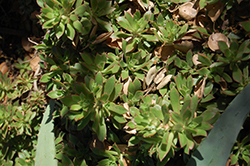 Green Pinwheel (Aeonium decorum) at A Very Successful Garden Center