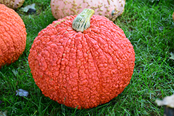 Red Warty Thing Pumpkin (Cucurbita maxima 'Red Warty Thing') at A Very Successful Garden Center