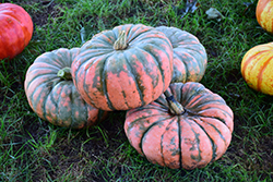 Musquee de Provence Pumpkin (Cucurbita moschata 'Musquee de Provence') at A Very Successful Garden Center