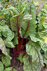 Ruby Red Swiss Chard (Beta vulgaris var. cicla 'Ruby Red') at A Very Successful Garden Center