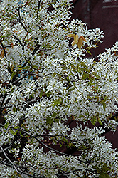 Snowcloud Serviceberry (Amelanchier laevis 'Snowcloud') at A Very Successful Garden Center