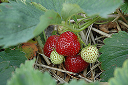 Elvira Strawberry (Fragaria 'Elvira') at A Very Successful Garden Center