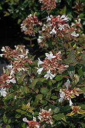Little Richard Glossy Abelia (Abelia x grandiflora 'Little Richard') at Lakeshore Garden Centres