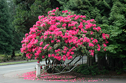 Anna Rose Whitney Rhododendron (Rhododendron 'Anna Rose Whitney') at A Very Successful Garden Center