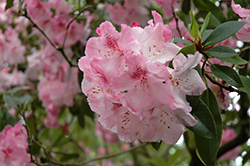 Betty Wormald Rhododendron (Rhododendron 'Betty Wormald') at A Very Successful Garden Center
