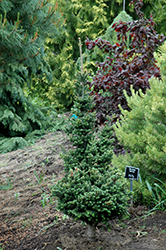 Compact Fraser Fir (Abies fraseri 'Fastigiata Compacta') at A Very Successful Garden Center