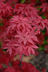 Twombly's Red Sentinel Japanese Maple (Acer palmatum 'Twombly's Red Sentinel') at A Very Successful Garden Center