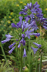 Blue Flare Agapanthus (Agapanthus 'Blue Flare') at A Very Successful Garden Center