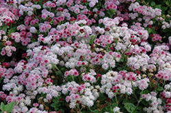 Cloud Nine Pink Flossflower (Ageratum 'Cloud Nine Pink') at A Very Successful Garden Center