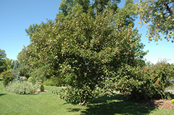 Bergiana Flame Amur Maple (Acer ginnala 'Bergiana Flame') at Lakeshore Garden Centres