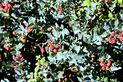Lester Rowntree Manzanita (Arctostaphylos 'Lester Rowntree') at A Very Successful Garden Center