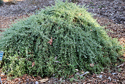 Spiny Saltbush (Rhagodia spinescens) at A Very Successful Garden Center