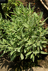 Extrakta Sage (Salvia officinalis 'Extrakta') at A Very Successful Garden Center