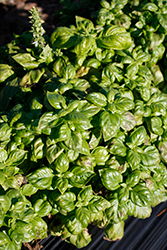 Genovese Basil (Ocimum basilicum 'Genovese') at A Very Successful Garden Center