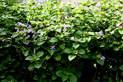 Philippine Violet (Barleria cristata) at A Very Successful Garden Center