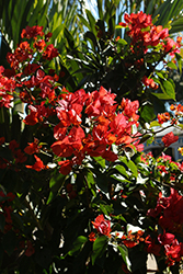 Bengal Orange Bougainvillea (Bougainvillea 'Bengal Orange') at Lakeshore Garden Centres
