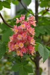 Fort McNair Red Horse Chestnut (Aesculus x carnea 'Fort McNair') at A Very Successful Garden Center