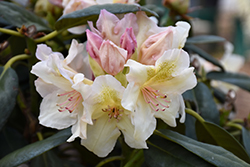 Arctic Gold Rhododendron (Rhododendron 'Arctic Gold') at A Very Successful Garden Center