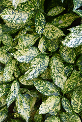 Crotonifolia Aucuba (Aucuba japonica 'Crotonifolia') at A Very Successful Garden Center