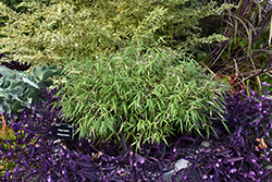Scabrida Bamboo (Fargesia scabrida) at A Very Successful Garden Center