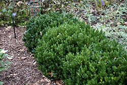 Buddy Boxwood (Buxus 'Buddy') at A Very Successful Garden Center