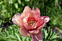 Enduring Rainbow Itoh Peony (Paeonia 'Enduring Rainbow') at A Very Successful Garden Center