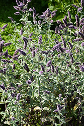 Horse Mint (Mentha longifolia) at A Very Successful Garden Center