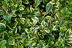 Wedding Ring Boxwood (Buxus microphylla 'Eseles') at A Very Successful Garden Center