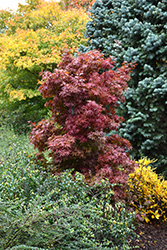 Twombly's Red Sentinel Japanese Maple (Acer palmatum 'Twombly's Red Sentinel') at A Very Successful Garden Center