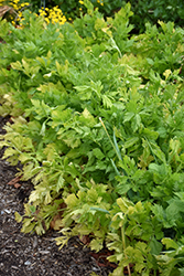 Golden Self-Blanching Celery (Apium graveolens 'Golden Self-Blanching') at A Very Successful Garden Center