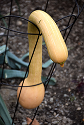 Canada Crookneck Squash (Cucurbita moschata 'Canada Crookneck') at A Very Successful Garden Center