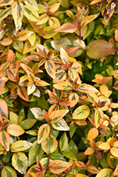 Kaleidoscope Abelia (Abelia x grandiflora 'Kaleidoscope') at Lakeshore Garden Centres