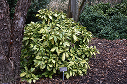 Crotonifolia Aucuba (Aucuba japonica 'Crotonifolia') at A Very Successful Garden Center