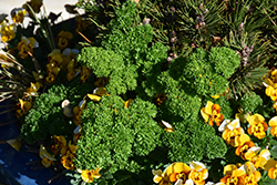 Krausa Parsley (Petroselinum crispum 'Krausa') at A Very Successful Garden Center
