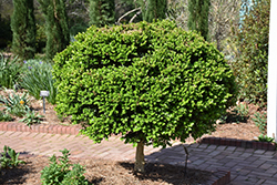 Common Boxwood (tree form) (Buxus sempervirens '(tree form)') at A Very Successful Garden Center