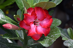 Double Dark Pink Desert Rose (Adenium obesum 'Double Dark Pink') at A Very Successful Garden Center