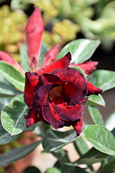 Red Skirt Desert Rose (Adenium obesum 'Red Skirt') at A Very Successful Garden Center
