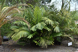 Formosa Palm (Arenga engleri) at A Very Successful Garden Center