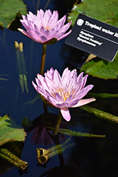 General Pershing Tropical Water Lily (Nymphaea 'General Pershing') at A Very Successful Garden Center